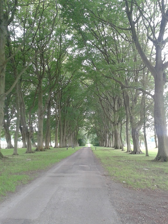 lucknam park driveway 