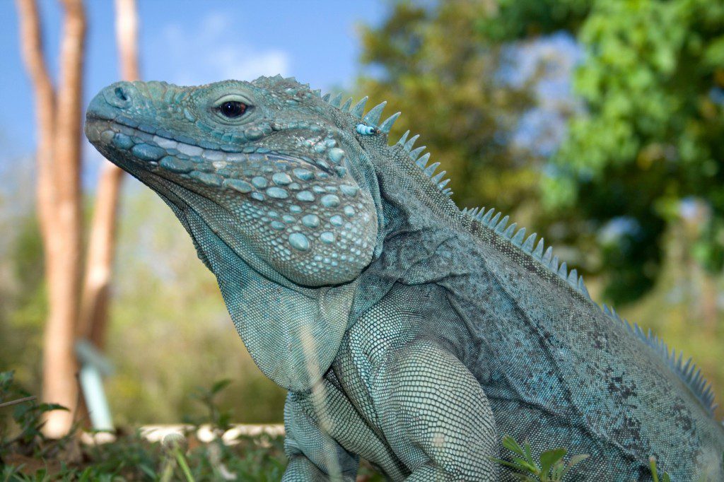 blue iguana in the Cayman Islands