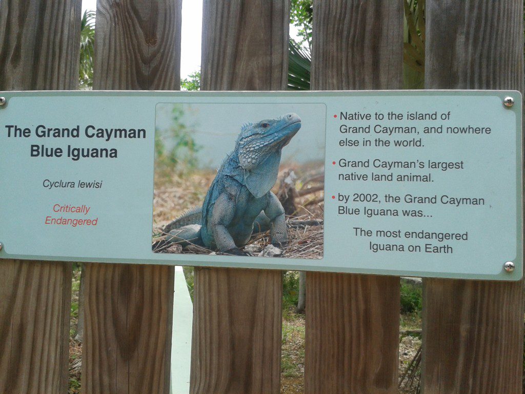 Blue Iguanas on Grand Cayman