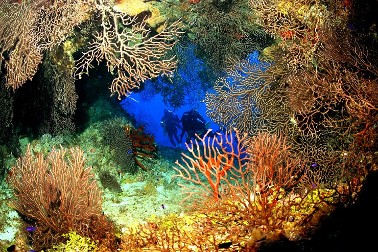 coral reef in the Cayman Islands