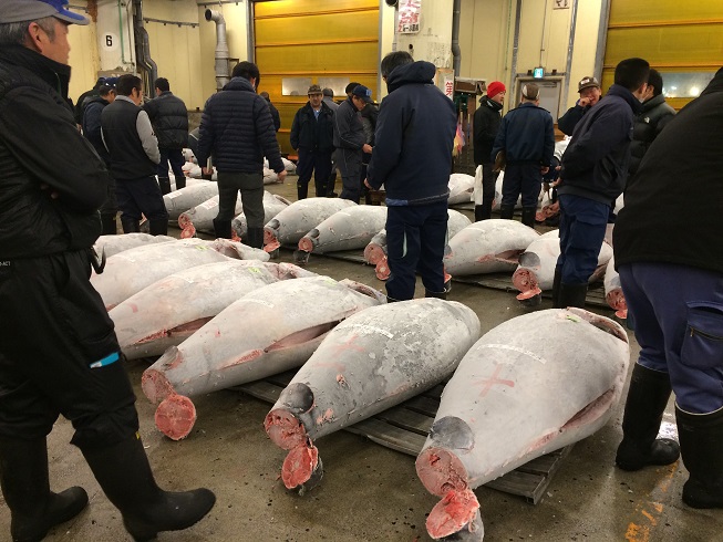 frozen tuna auction at Tokyo fish market