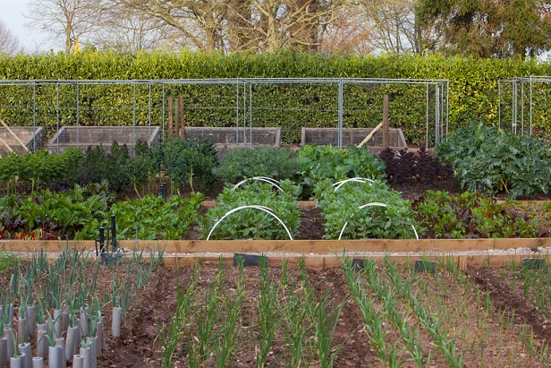 The Pig near Bath kitchen garden