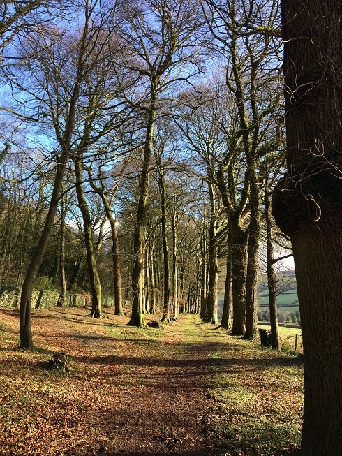 Ladies Walk at Lewtrenchard Manor