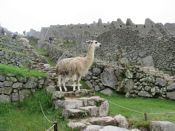 A llama at Machu Picchu