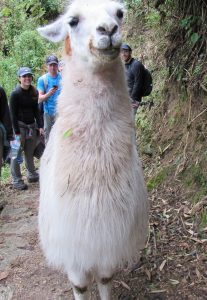 llama on the Inca Trail