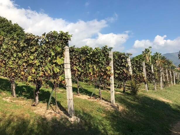 The grapes which grow on vines planted high above Herceg Novi 