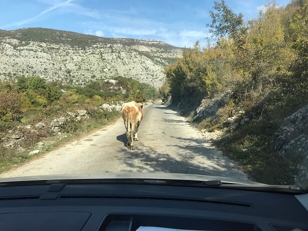 cow on the road in Montenegro