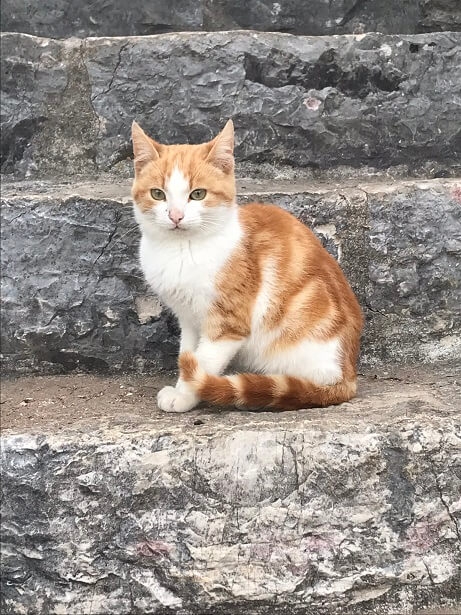 Cats in Montenegro
