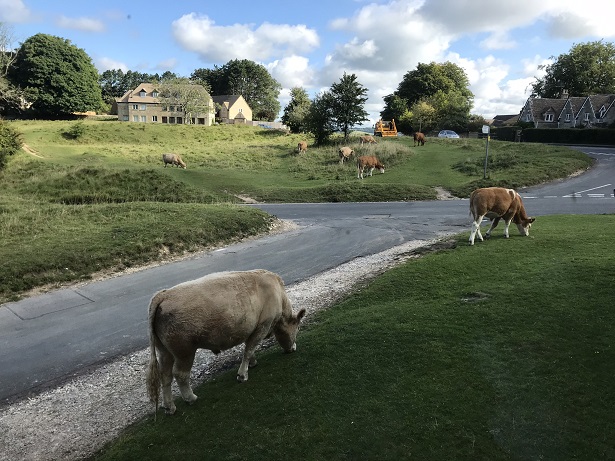 cows on Minchinhampton Common