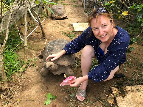 giant tortoise on Rodrigues