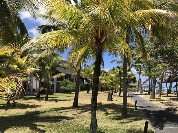 Paradis beachcomber hotel Mauritius Palms trees at Paradis beachcomber hotel Mauritius