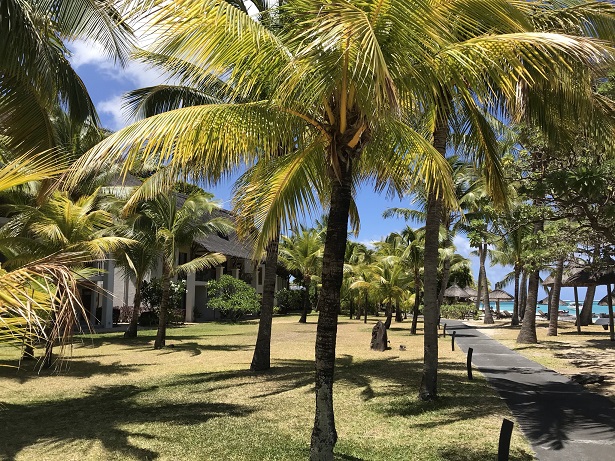 Palms trees at Paradis beachcomber hotel Mauritius