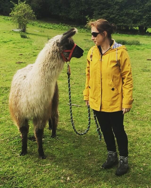  llama trekking at The Merry Harriers