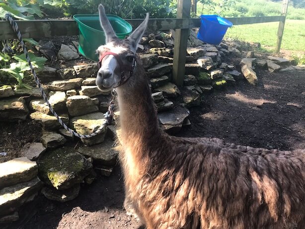 llamas at The Merry Harriers