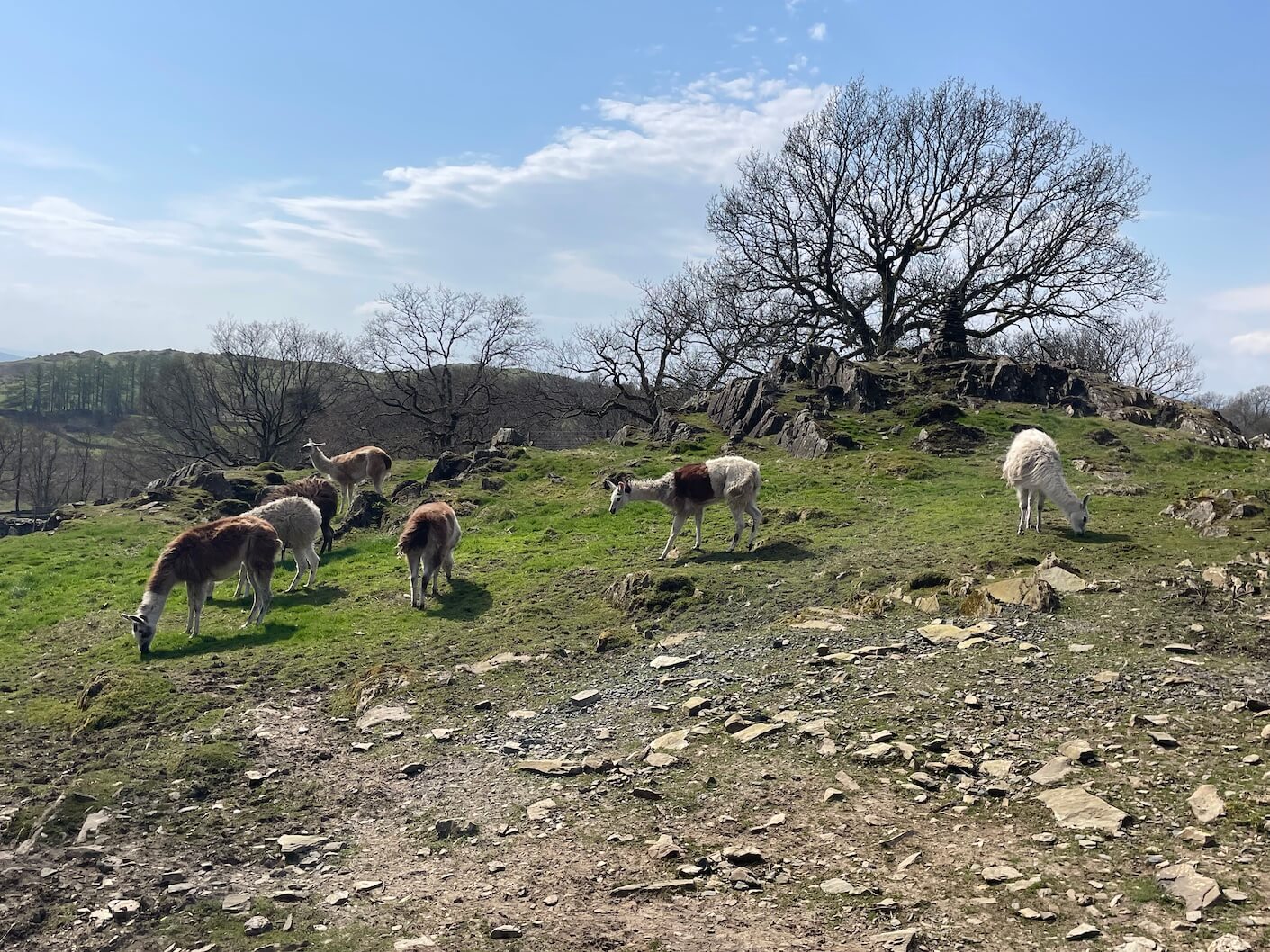 llamas at Gilpin hotel