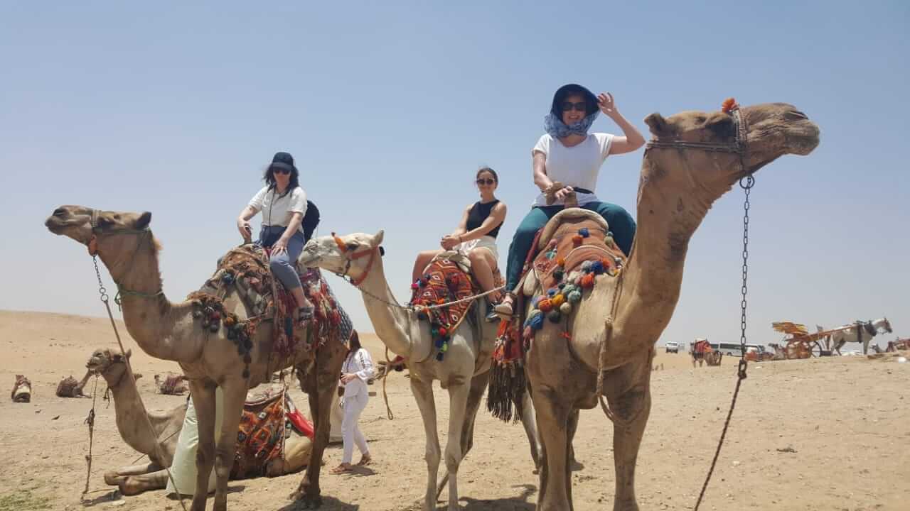camels at Pyramids of Giza