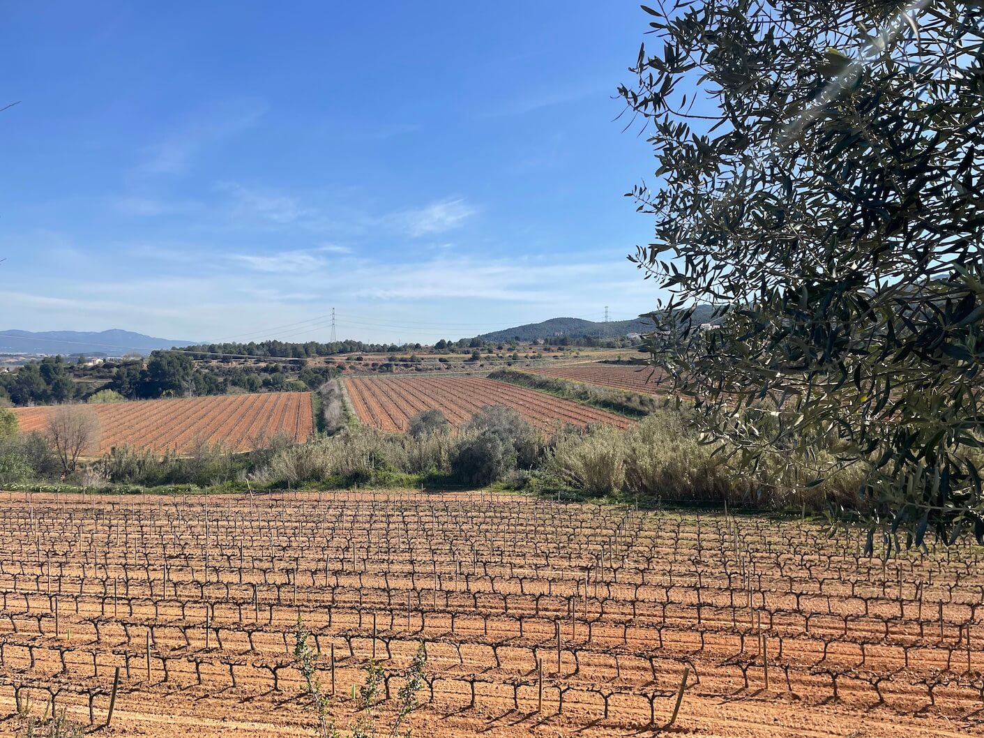 food tour of Barcelona Can Marti vineyard