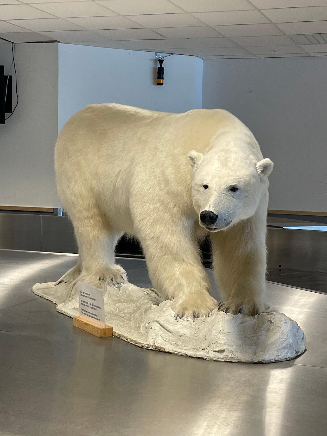 polar bear Svalbard airport