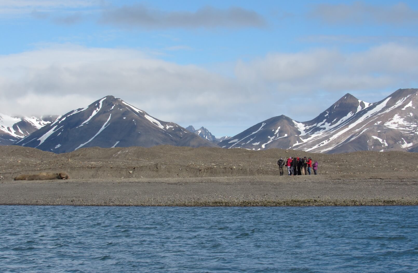 walruses Svalbard 