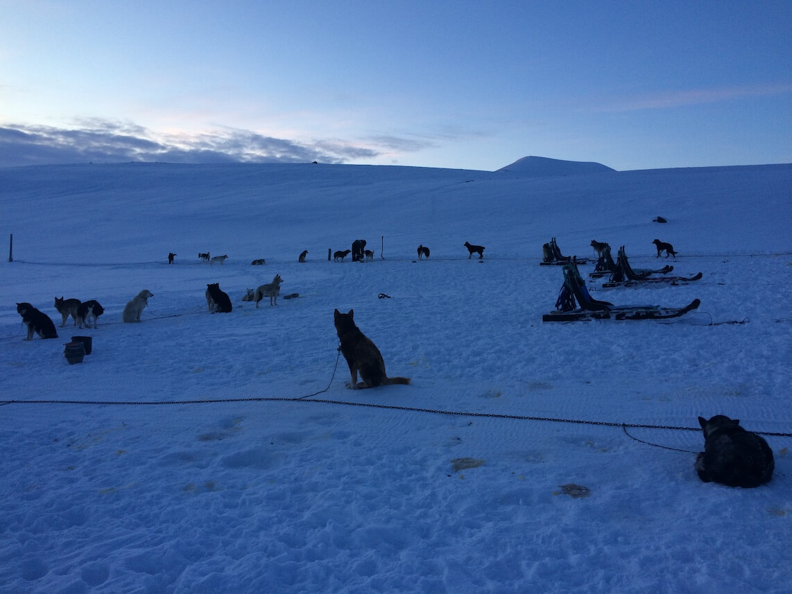 huskies waiting