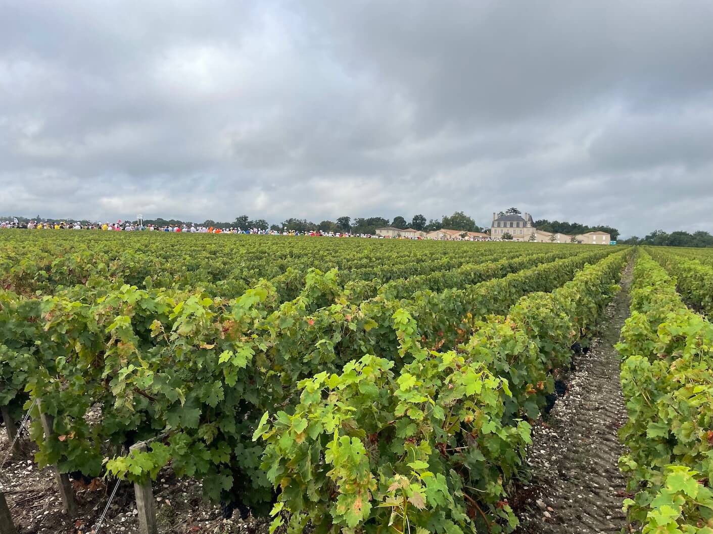 The route of the Marathon du Medoc takes runners through some beautiful vineyards