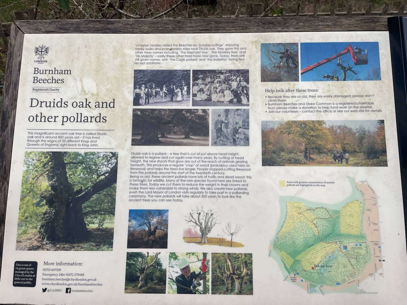 Burnham Beeches Druids Oak