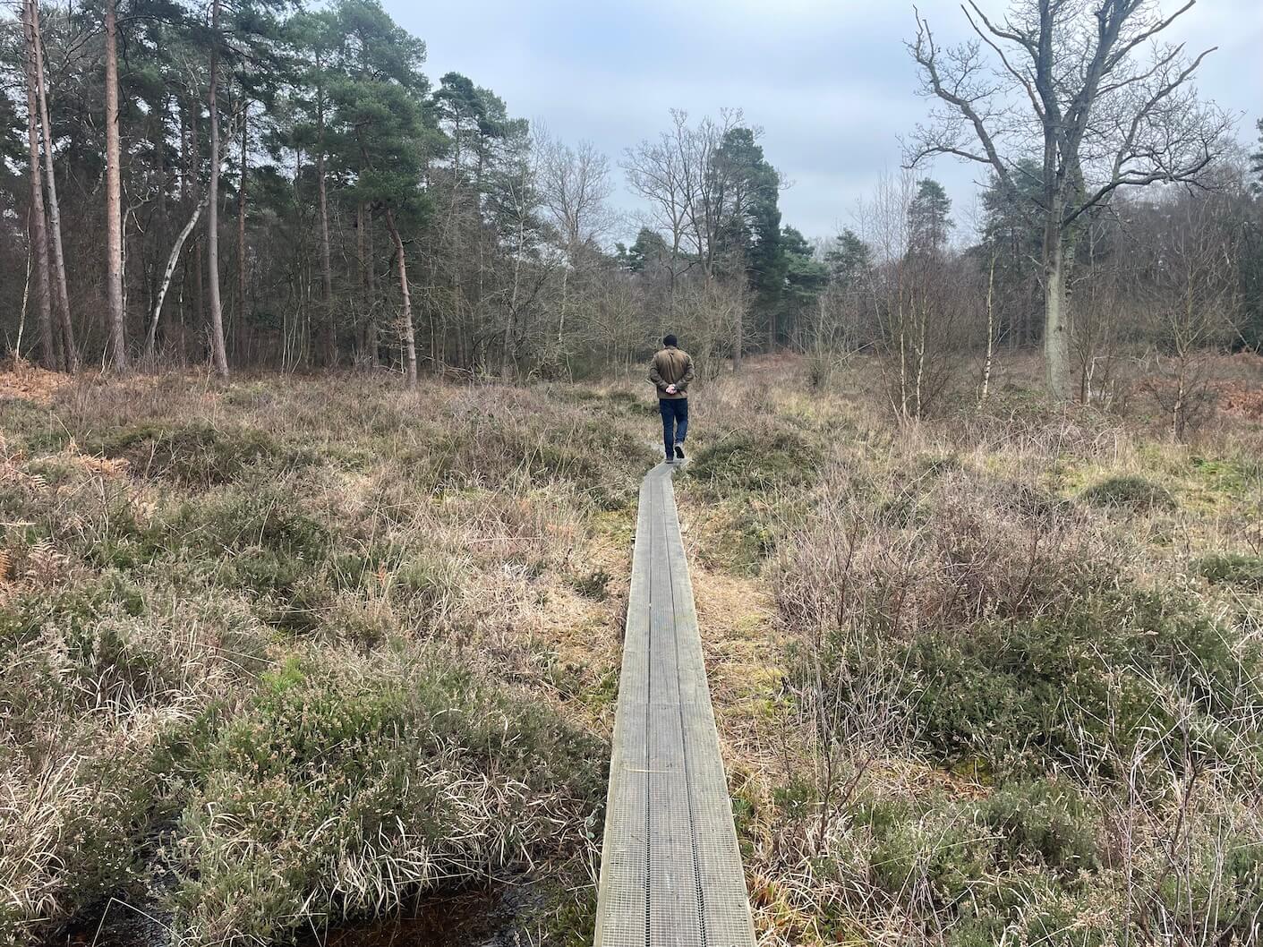 Burnham Beeches nature reserve