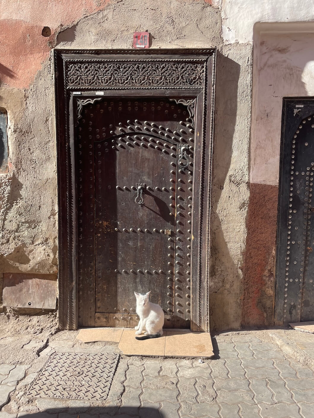 cat in the sunshine in Marrakech