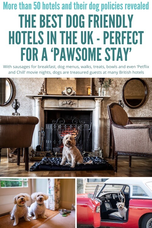 dog friendly hotels Pinterest pin