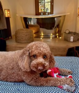 dog friendly hotels Dormy House