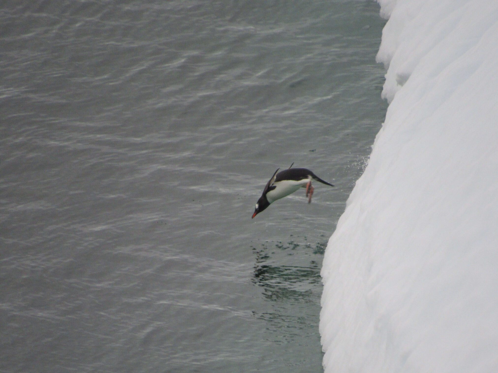 A brave penguin takes a leap of faith