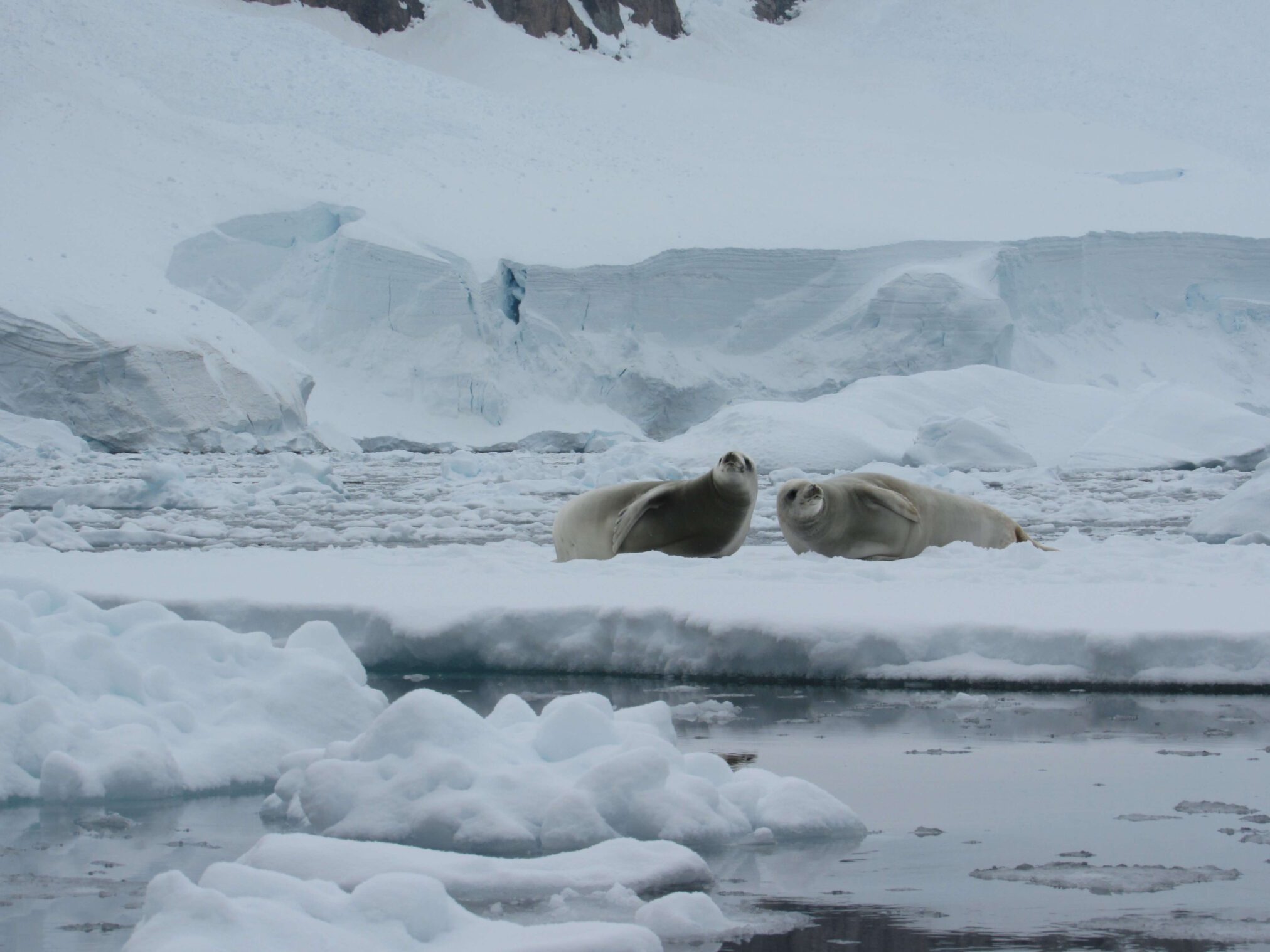 seals in the Antarctic